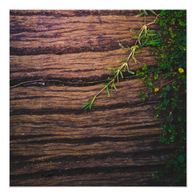 schönes altes Holz Poster (Vorderseite)