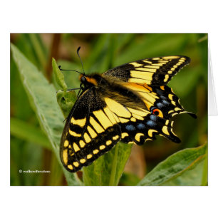 Schönes Anise Frack Schmetterling im Gras