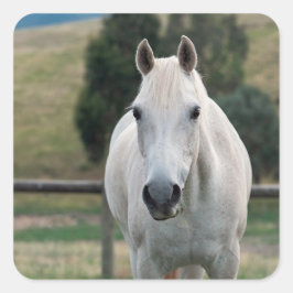 Schönes Appaloosa-Foto Quadratischer Aufkleber