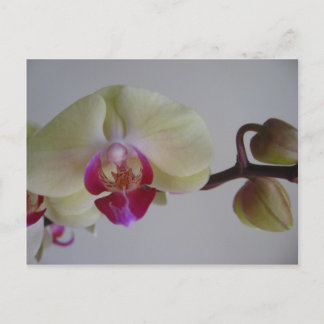 Schönes Baby Yellow Orchids Postkarte