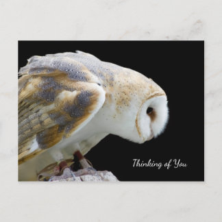Schönes Barn Owl Foto denken Sie Postkarte