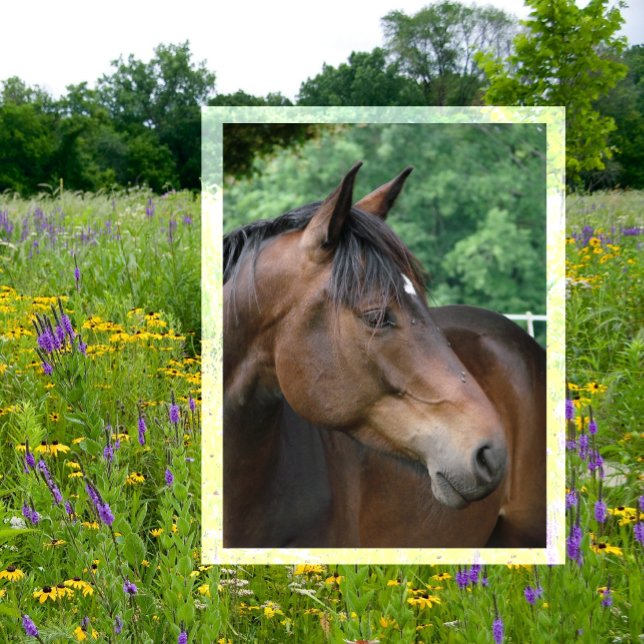 Schönes Bay Horse Postkarte (Von Creator hochgeladen)