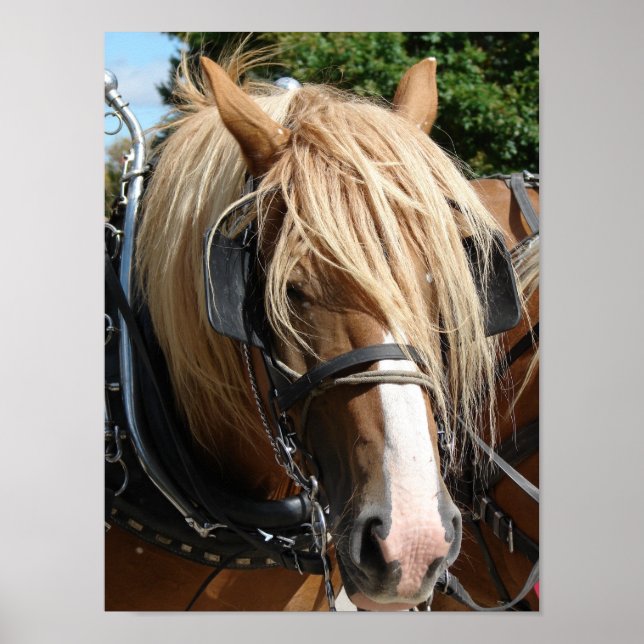 Schönes Belgisch Poster (Vorne)