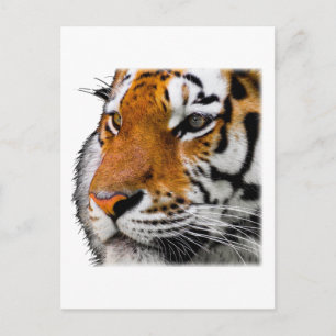 Schönes Bengalischer-Tiger-Gesichtsfoto Postkarte