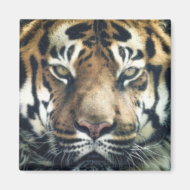 Schönes Bengalisches Tiger Face Foto Magnet (Vorne)