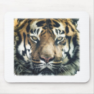 Schönes Bengalisches Tiger Face Foto Mousepad
