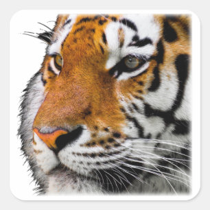 Schönes Bengalisches Tiger Face Foto Quadratischer Aufkleber
