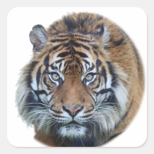 Schönes Bengalisches Tiger Face Foto Quadratischer Aufkleber (Vorderseite)