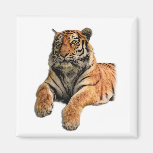Schönes Bengalisches Tiger-Foto Magnet (Vorne)