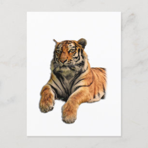 Schönes Bengalisches Tiger-Foto Postkarte
