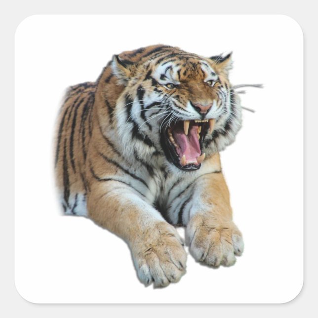 Schönes Bengalisches Tiger-Foto Quadratischer Aufkleber (Vorderseite)