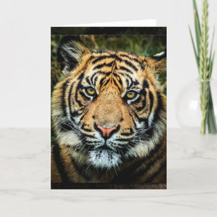 Schönes bengalisches Tiger-Porträt - Karte