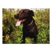 Schönes Black Labrador Hund Foto drucken