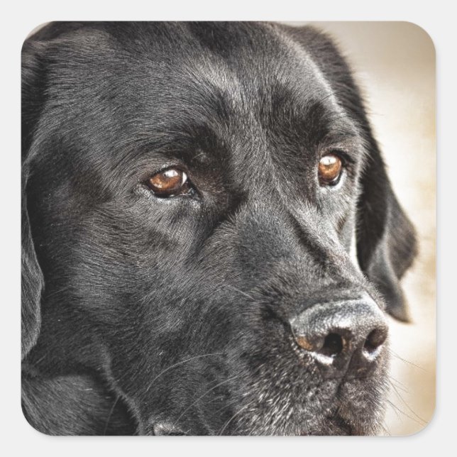 Schönes Black Labrador Retriever Hundedesign Quadratischer Aufkleber (Vorderseite)