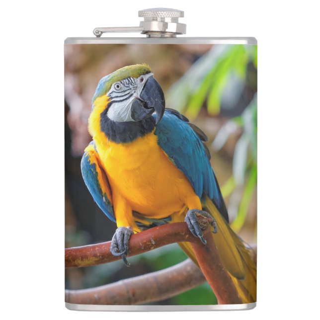 Schönes Blau und Gold Macaw Flachmann (Vorderseite)