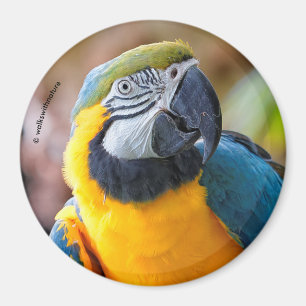 Schönes Blau und Gold Macaw Magnet