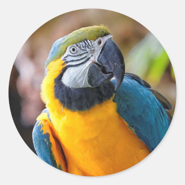 Schönes Blau und Gold Macaw Runder Aufkleber (Vorderseite)
