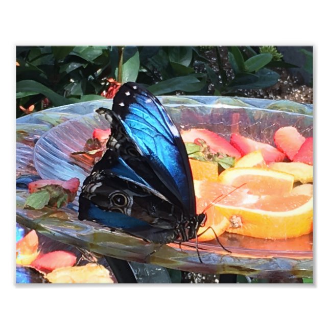 Schönes Blau und Schwarzer Schmetterling Fotodruck (Vorne)