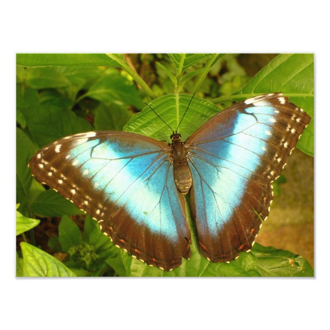 Schönes Blau und Schwarzes Schmetterlingposter Fotodruck (Vorne)
