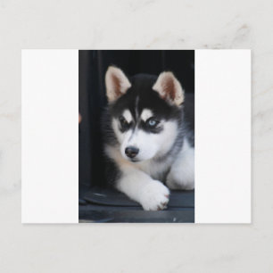 Schönes blaues Auge sibirischer Husky 2 Postkarte