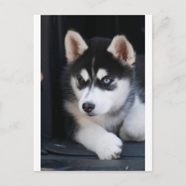 Schönes blaues Auge sibirischer Husky 2 Postkarte (Vorderseite)