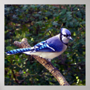 Schönes blaues Jay Poster