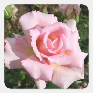 Schönes Blume Sticker Set