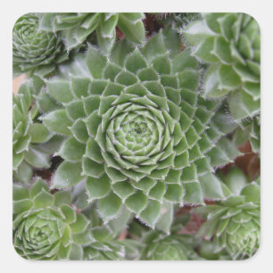 Schönes Blume Sticker Set