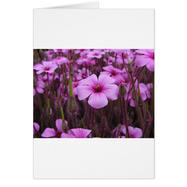 Schönes Blumen (Vorne)