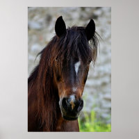 Schönes Brown Horse Poster