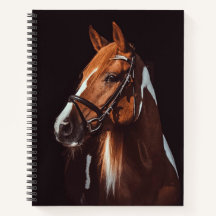 Schönes Brown Paint Horse Portrait Foto
