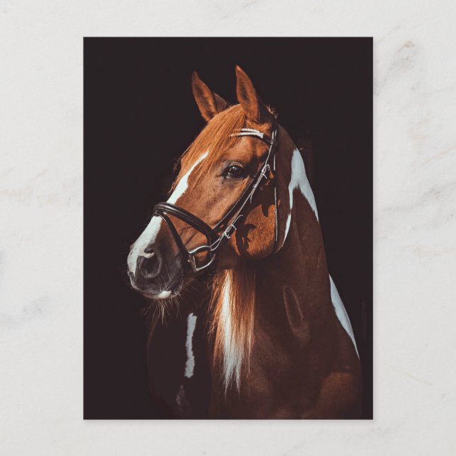 Schönes Brown Paint Horse Portrait Foto Postkarte (Vorderseite)