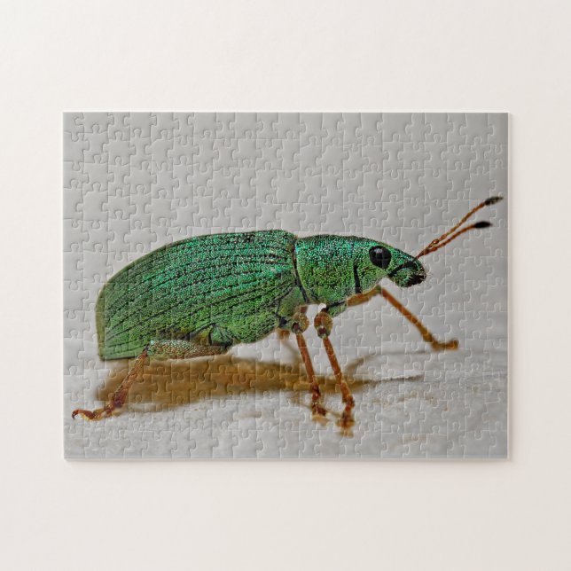 Schönes Bug Colorful Weevil Makro Foto Puzzle (Horizontal)
