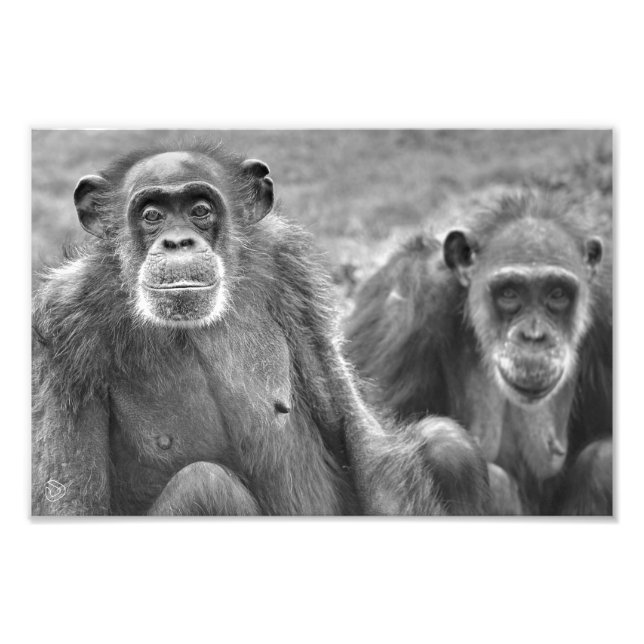 Schönes Chimp-Paar - Foto drucken (Vorne)