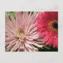 schönes Chrysanthemum Postkarte