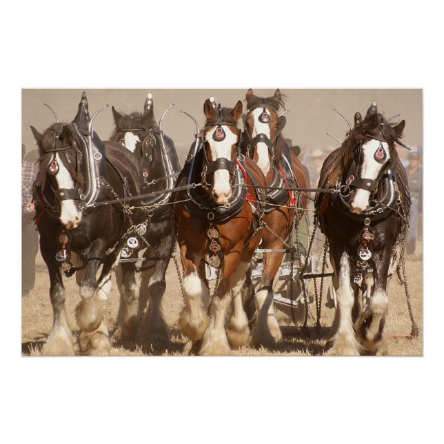 Schönes Clydesdale Pferde Pflügen - Teamarbeit Poster (Vorderseite)
