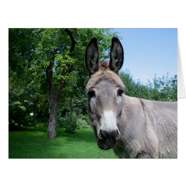Schönes Donkey-Portrait (Vorderseite (Horizontal))