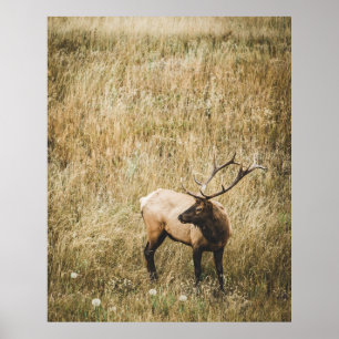 SCHÖNES ELK DEIN POSTER