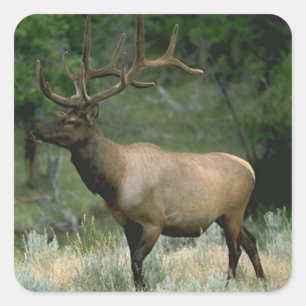 Schönes Elk Quadratischer Aufkleber