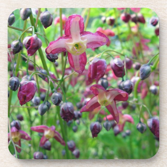 Schönes Epimedium Blume und Buds Frühjahr-Foto Getränkeuntersetzer (Vorderseite)