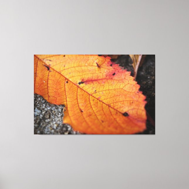 Schönes Fall Leaf Leinwanddruck (Vorderseite)