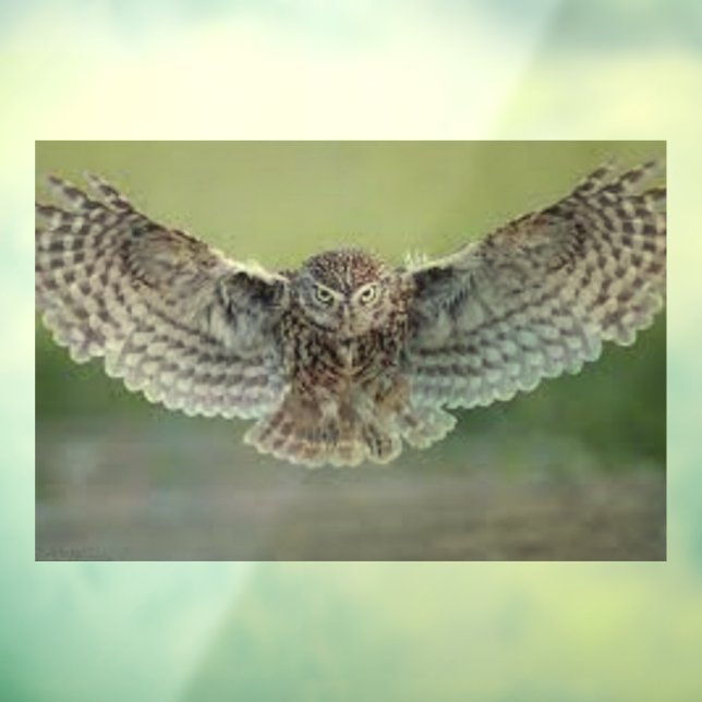 SCHÖNES FENSTER "OWL IN FLIGHT" FENSTERAUFKLEBER (Blatt 3)