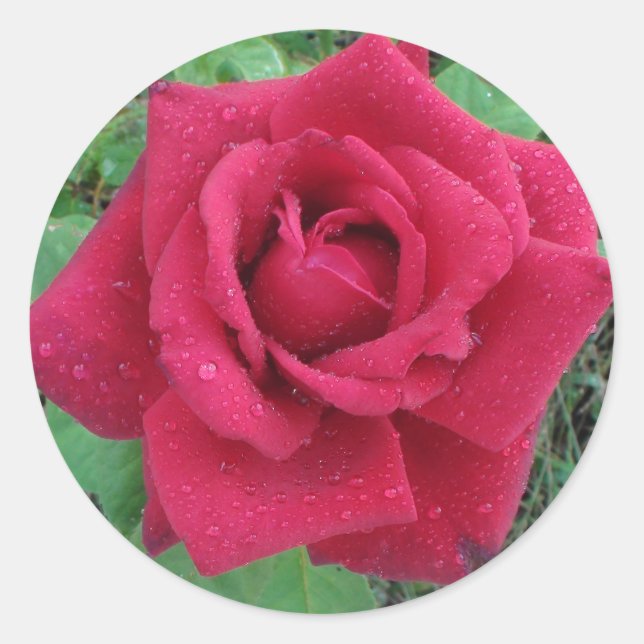 Schönes Foto eine Rote Rose mit Raindrops Sticker (Vorderseite)