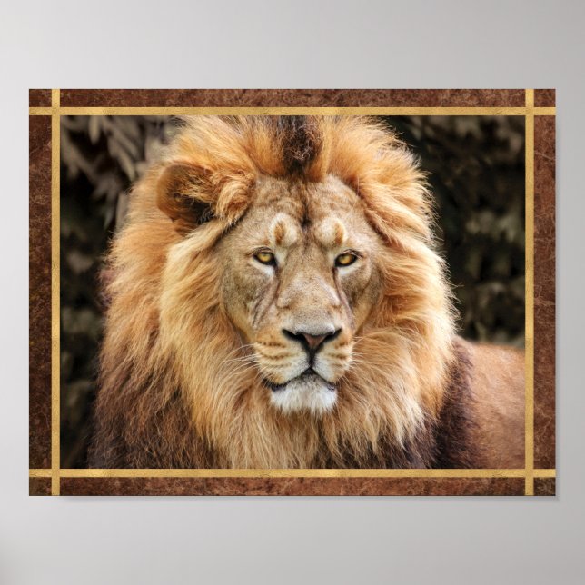 Schönes Foto Lion Face Poster (Vorne)