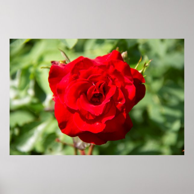 Schönes Foto mit großer rote Rose Poster (Vorne)