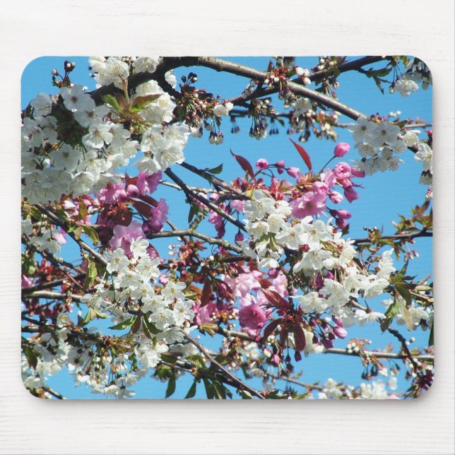 Schönes Frühlingsrosa, Blüte der weißen Kirsche Mousepad (Vorne)