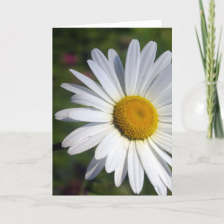 Schönes Gänseblümchen Karte