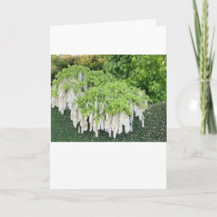Schönes Gartenbild der weißen Wisteria ! Karte