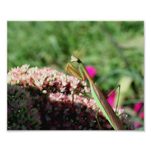 Schönes Gebet Mantis Insekt 10x8 Natur Fotodruck