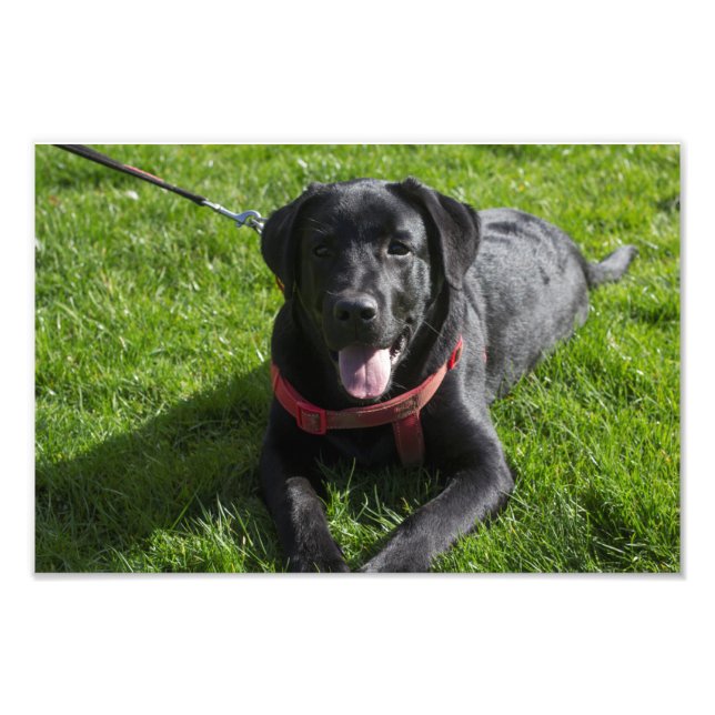 Schönes gedrucktes Foto eines schwarzen Labradors (Vorne)
